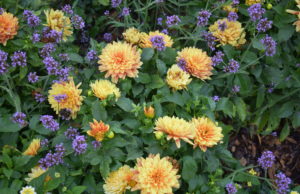 Summer Snapshots (Week of July 29)