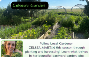 Celsea’s Garden Late July Update