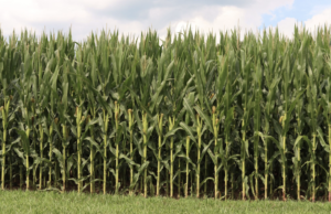 EPA Increases Biofuels in New Renewable Fuel Standards