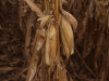 Farm Bill Proposal Fails in U.S. Senate Ag Committee Over SNAP Error Rate