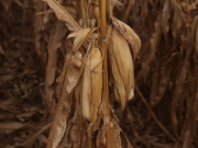 Farm Bill Proposal Fails in U.S. Senate Ag Committee Over SNAP Error Rate