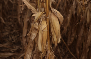 Farm Bill Proposal Fails in U.S. Senate Ag Committee Over SNAP Error Rate