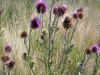 Notice From the York County Weed Department: Noxious Weeds Must Be Controlled