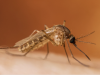 First West Nile Virus Death Reported During 2026 Mosquito Season