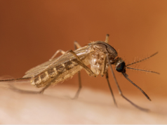First West Nile Virus Death Reported During 2026 Mosquito Season