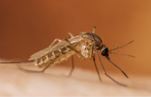 First West Nile Virus Death Reported During 2026 Mosquito Season