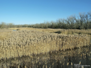 Phragmites, a Noxious Weed, Becoming a Problem on South Side of York County