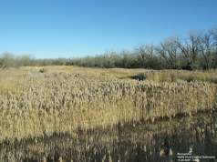 Phragmites, a Noxious Weed, Becoming a Problem on South Side of York County