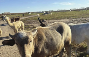 Polk Drive-Thru Safari Wins Small Business Pitch Contest in York County